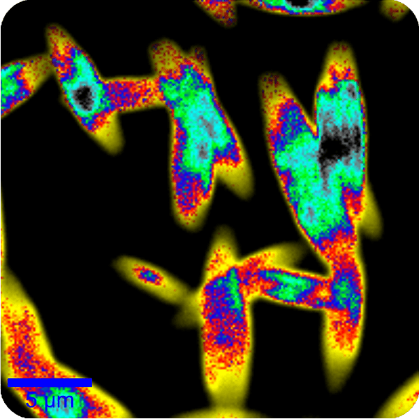 Time-correlated single photon counting