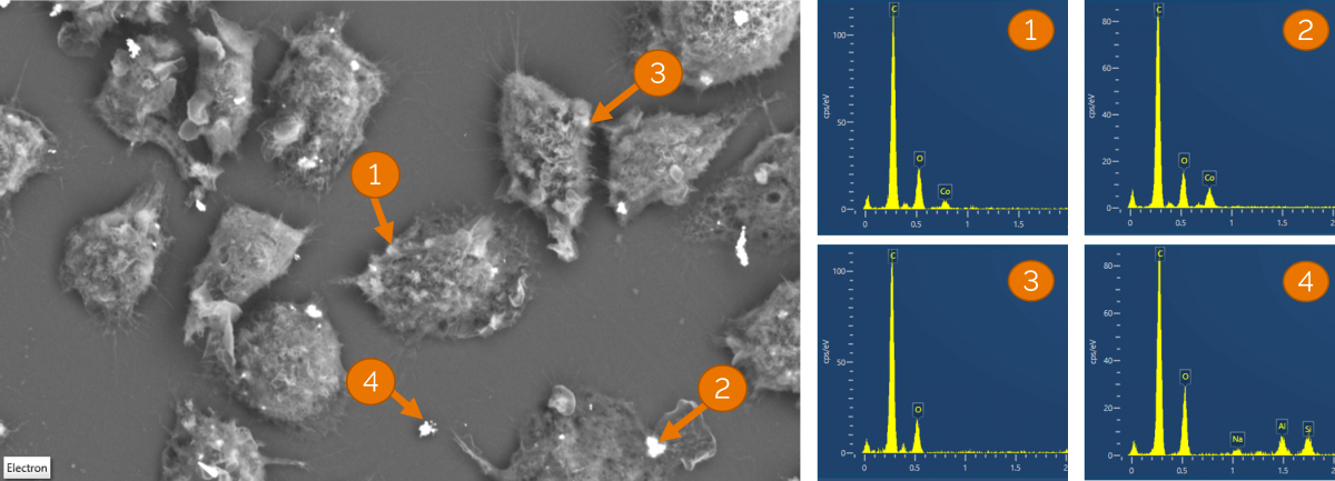EDS spectra of potential cobalt nanoparticle clusters in macrophages with selection based on BSE signal intensity