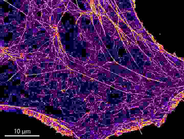 cell-biology