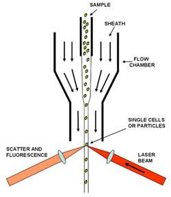 spectral flow cytometry andor learning centre flow cytometry