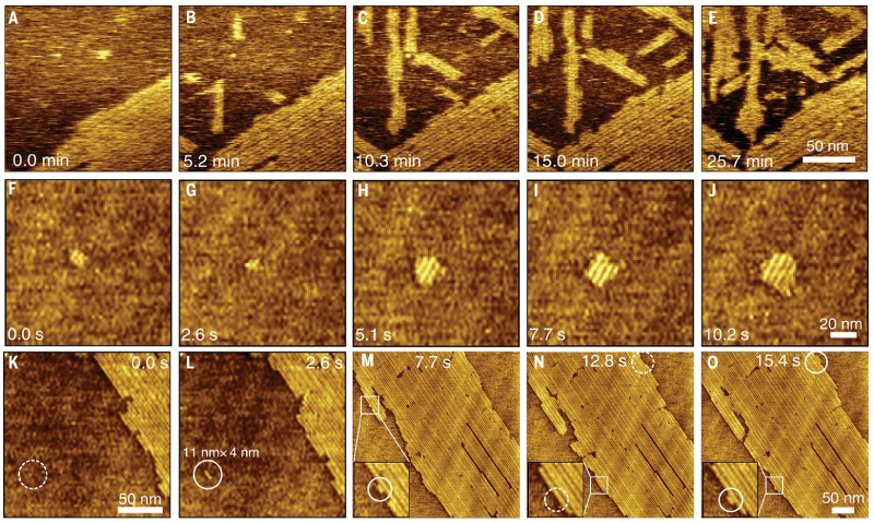 Topography images showing (top) peptides attaching to the surface from solution; (middle) nucleation and growth of an island; (bottom) formation of new rows beside older ones.