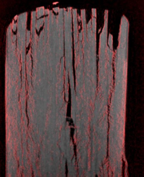 Combination of phase (gray color channel) and dark field (red color channel) image