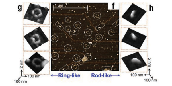 AFM images, rod and ring like structures