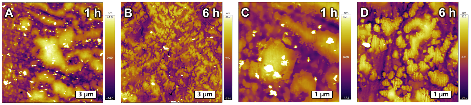 Topographic AFM images showing the evolution of a tribofilm over six hours