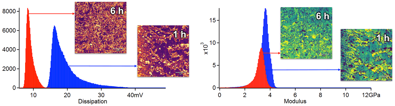 AFM measurements of dissipation and modulus on a tribofilm