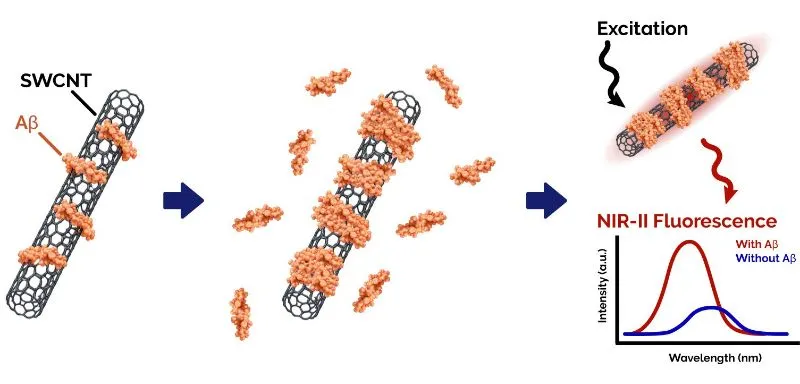 Illustration of the Aβ sensing principle in Aβ-functionalised SWCNT nanosensors.