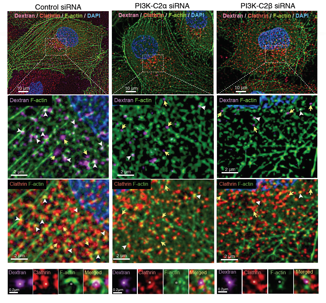 PI3KC2b is required for the formation of pinosome-associated actin patches