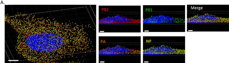 imaris spots tool stereology