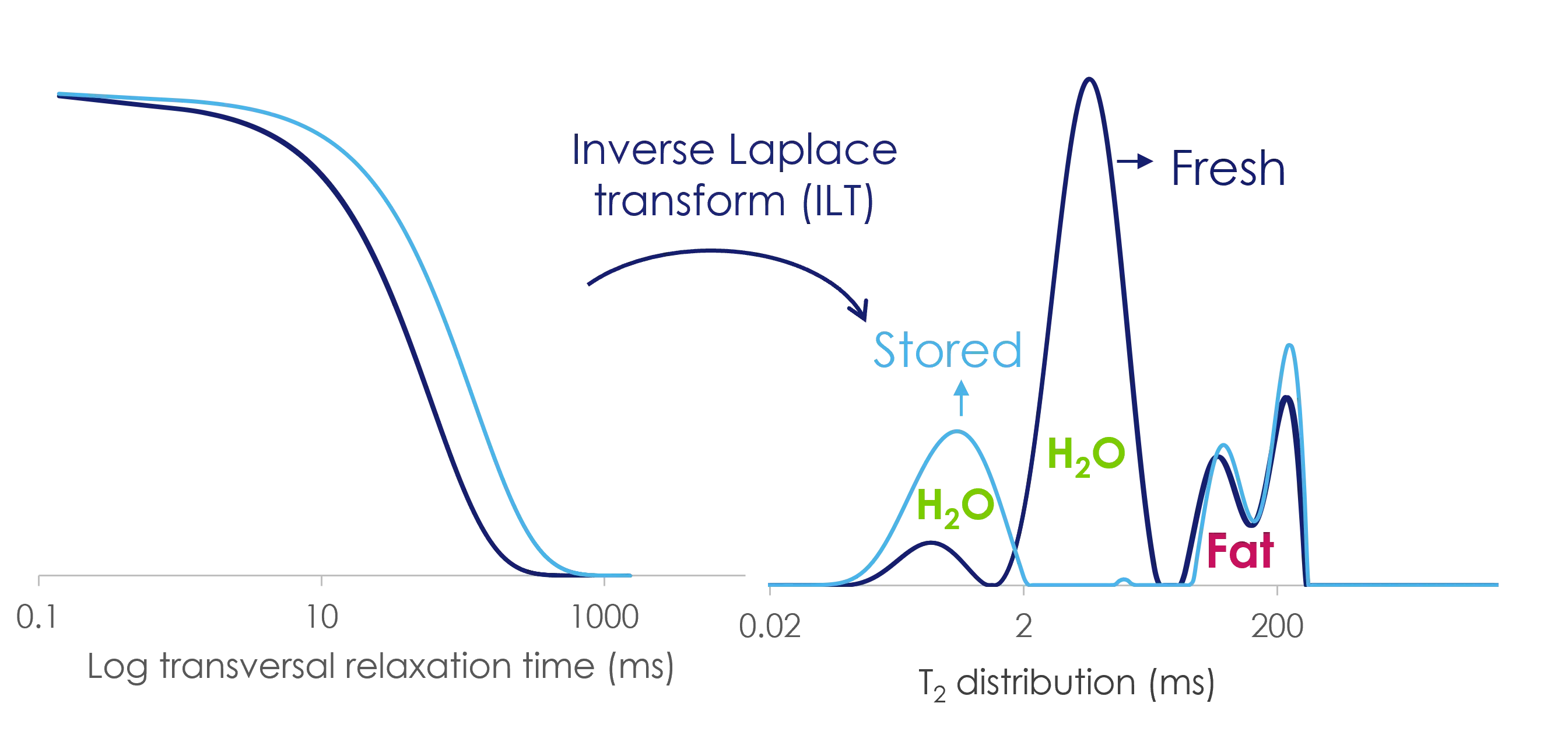 CPMG T2 decay and corresponding 1D ILT-T2 distribution