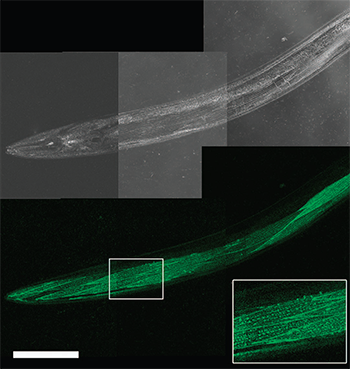 Live worm dCALM confocal imaging of activated CD4-split GFP at the surface of body-wall muscles