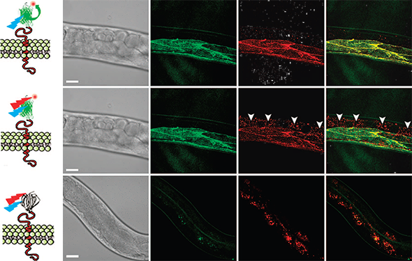 CALM-spFRET confocal imaging of CD4-split GFP in live C. elegans