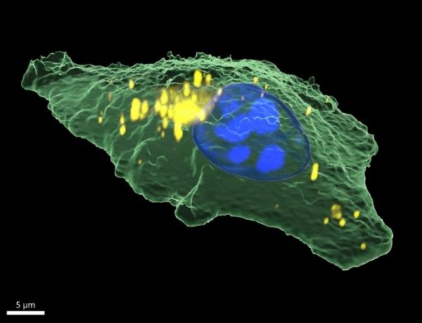 3D Raman image of a human epithelial cell