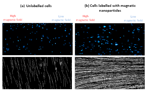 Figure 2.  Fluorescence image of cell nuclei (top) and corresponding tracks of motion (bottom) for mouse kidney stem cells (a) no labelling and (b) labelled with magnetic nanoparticles.  