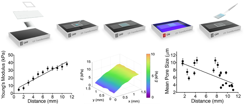 Schematic of fabrication process; optical coherence elastography modulus map; graphs of hydrogel modulus and pore size versus sample position.