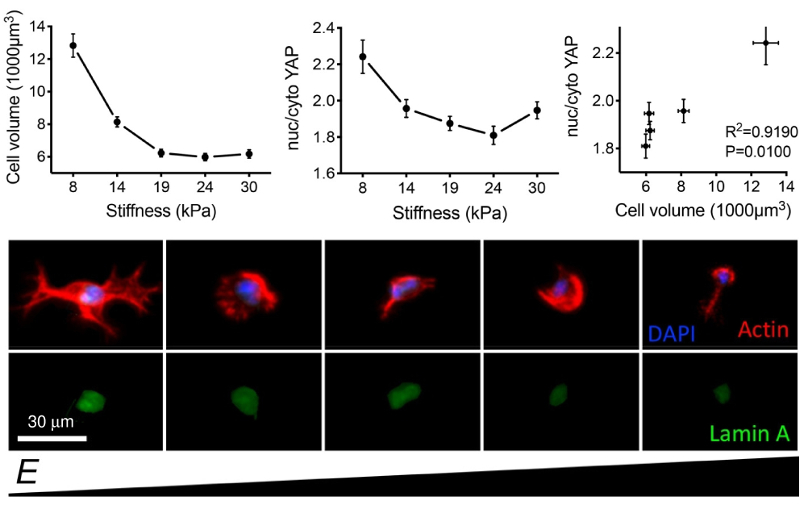 Graphs of cell volume and YAP nucleus/cytoplasm localization ratio versus stiffness, and resulting dependence of nuc/cyto YAP on cell volume; immunofluorescence images of cells in different stiffness environments.