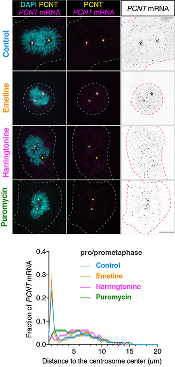 HeLa cells were synchronized by a double thymidine block and treated with DMSO vehicle (Control), emetine, harringtonine, or puromycin before anti-pericentrin (PCNT) immunostaining and PCNT smFISH