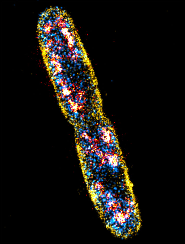 Why Is E Coli Used In Experiments - Infoupdate.org