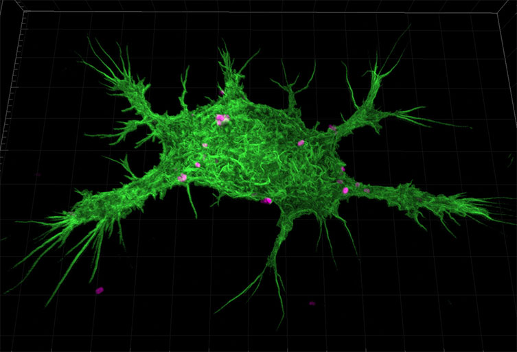 Advantages Of Using Escherichia Coli As A Model Organism Andor Learning Centre Oxford Instruments