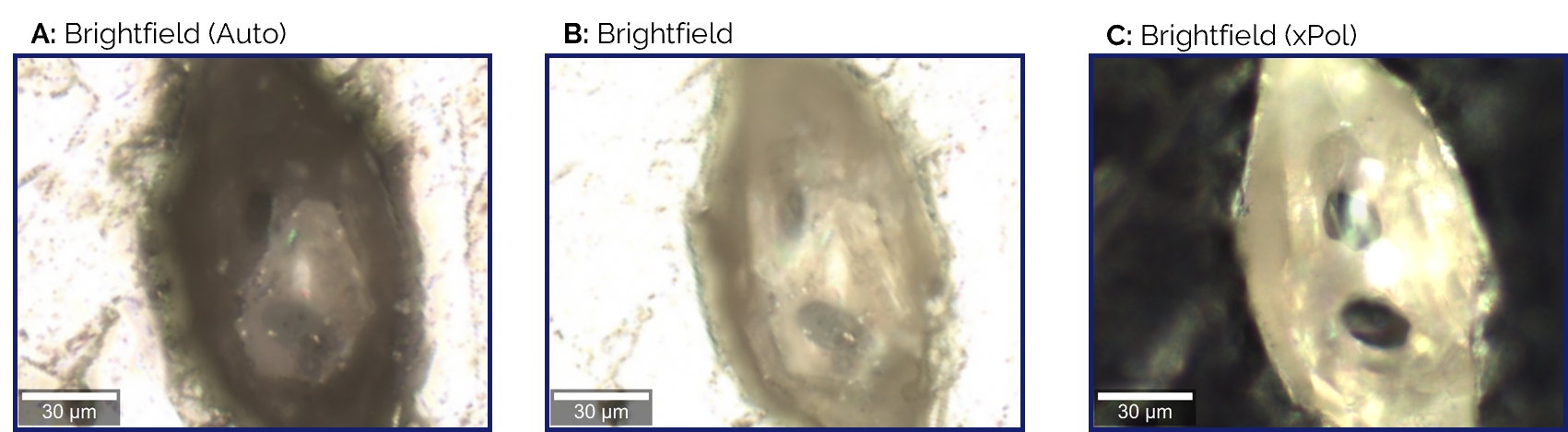 Comparison of illumination modes in brightfield using the 50x objective