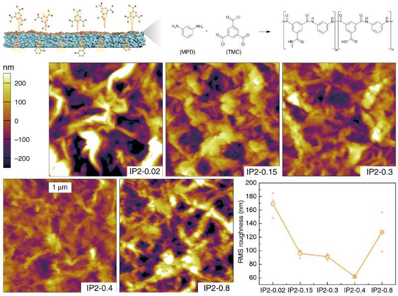 Schematic of membrane formation by interfacial polymerization; AFM topography images for five composite membranes with different TMC percent; graph of RMS roughness versus percent TMC in the membranes as determined from the AFM images