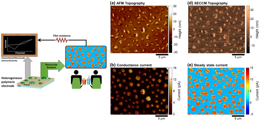 (left) Conceptual drawing of multiscale experiments. (right) AFM images of topography and current, and SECCM images of topography and steady state current on 1:5 P3HT:PMMA blend electrode.