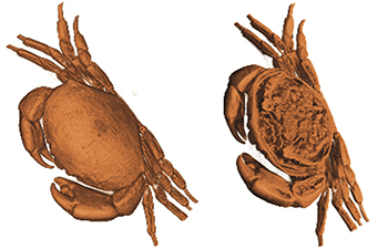 A crab showing the inner organs within the shell