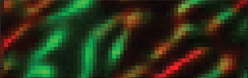 A confocal Raman micrograph (65*65 μm2, colour-coded for chemical compounds) of the phase texture of frozen biobanking media at -50°C