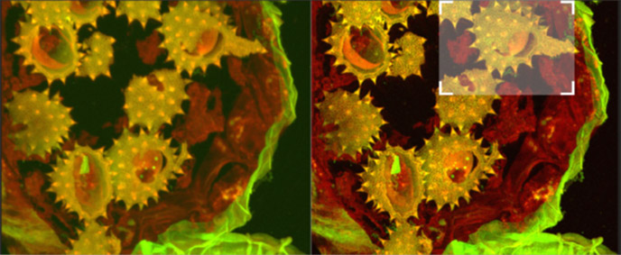 Full field image of the daisy pollen grains before and after deconvolution, with merged channels viewed as a maximum intensity projection image