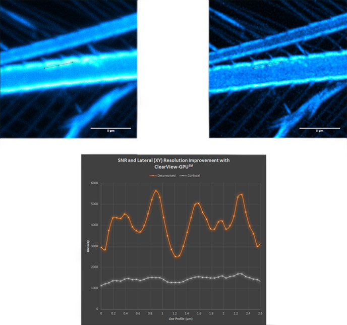 Confocal, deconvolved and line profile showing increase in SNR and lateral resolution - the haze along the line profile in the confocal image becomes clearly separated as four distinct objects after deconvolution