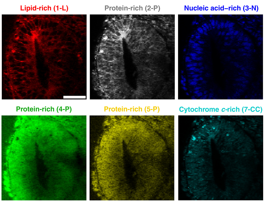 Raman image of a neural rosette within a neural organoid