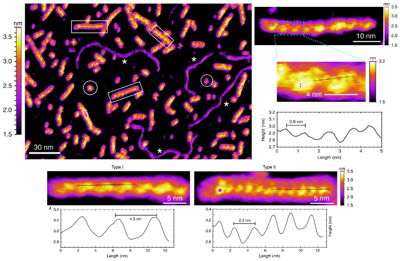 Topography survey image of G-wires (examples indicated by boxes), duplex DNA (asterisks), and isolated G-quadruplex blobs (circles) in aqueous solution; close-up topography images and corresponding line sections of Type I and Type II DNA G-wires.