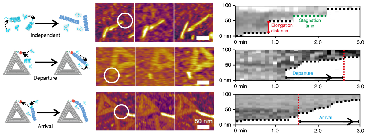 Composite image showing schematics, frames from AFM topography movie, and kymographs of fibril formation indepently and in the presence of curli-decorated DNA origami