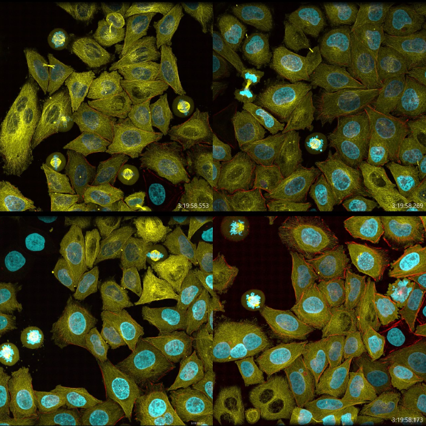 Multi-position imaging of mammalian cells with BC43 confocal microscope