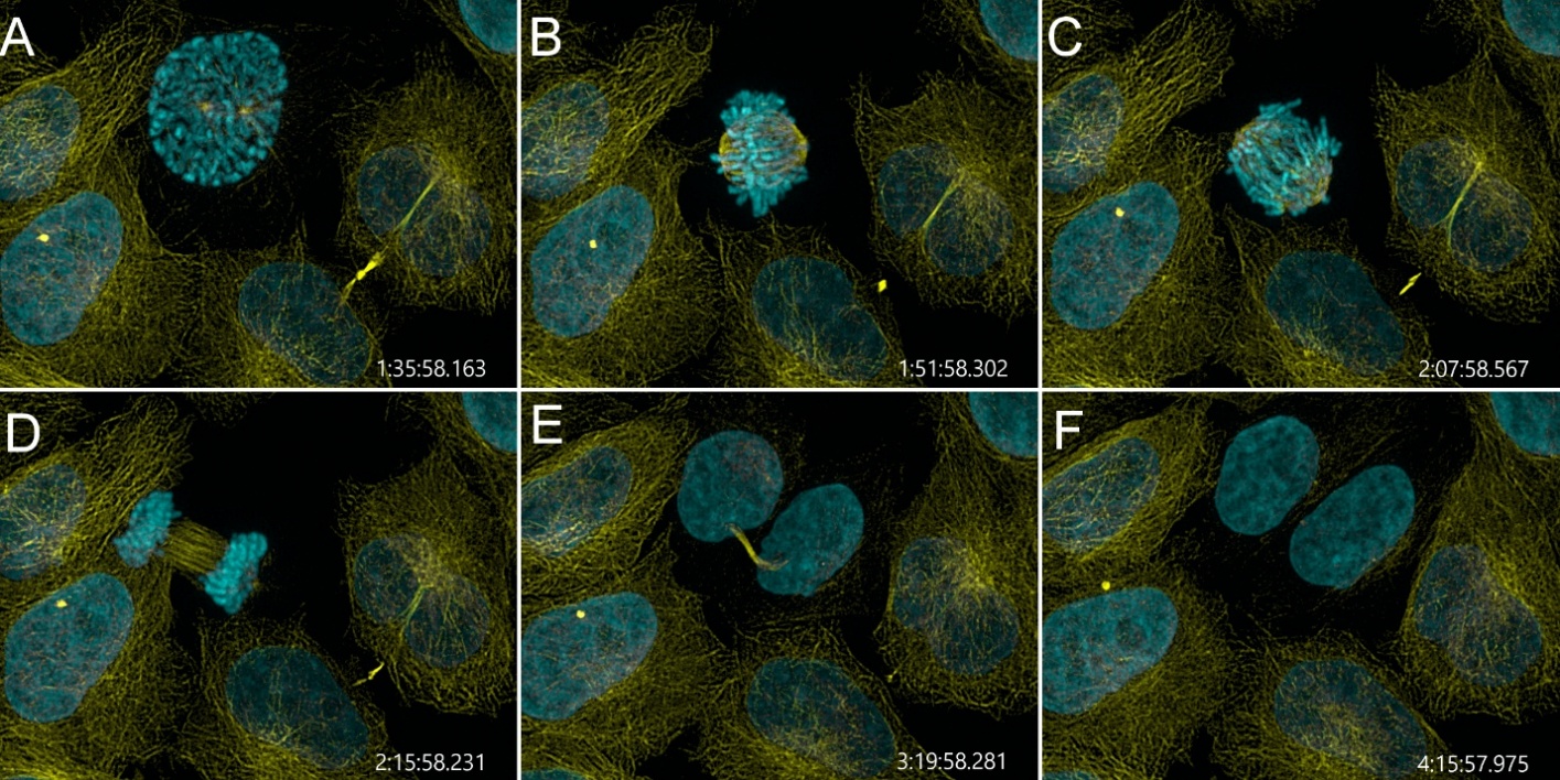 Time-lapse confocal microscopy image of mammalian cell division showing microtubules in yellow and DNA in cyan