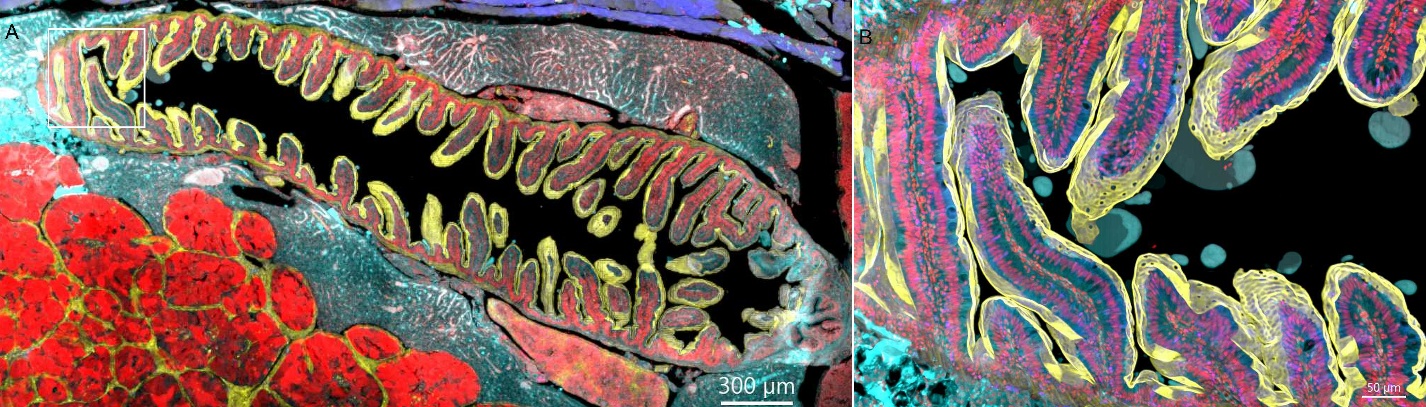 Stitched confocal image of zebrafish intestine showing full view and zoomed details of intestinal tissue structure