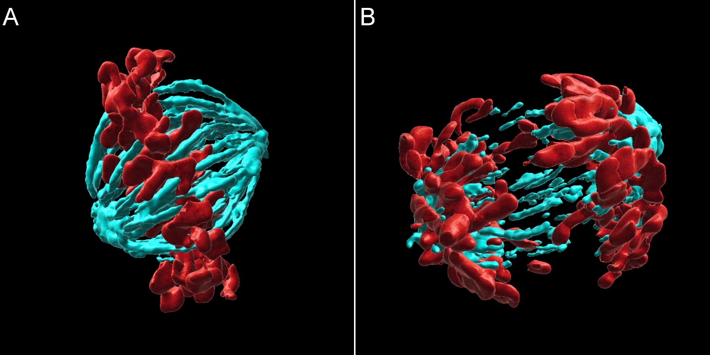 Mammalian cell division images showing metaphase and anaphase cells imaged with BC43 and rendered in Imaris