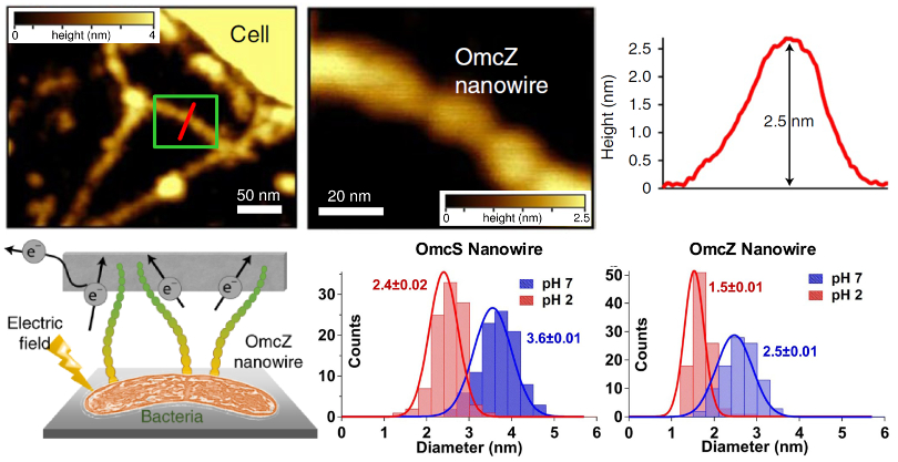 (top) Topography images of OmcZ nanowires and line section across the red line; (bottom left) conceptual drawing of bacteria, OmcZ nanowires, and electron transport in an electric field; (bottom right) histograms of OmcS and OmcZ nanowire diameter at pH 2 and pH 7 as measured from topography images.