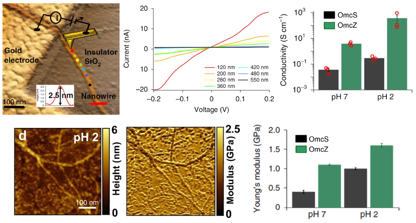 (top) AFM current experiments showing (left) schematic, (center) I-V curves measured at the color-coded points in the schematic, and (right) conductivity of OmcS and OmcZ nanowires at pH 2 and 7; (bottom) nanomechanical measurements showing (left) topography and modulus maps (right) and Young’s modulus for OmcS and OmcZ nanowires at pH 2 and 7.