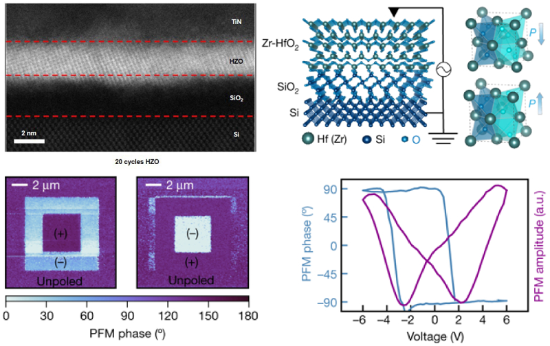 Cross-sectional ADF STEM image of ultrathin HZO film; schematics of Si/SiO2/HZO heterostructure and polarized HZO unit cells; PFM phase images; PFM phase and amplitude switching spectroscopy loops