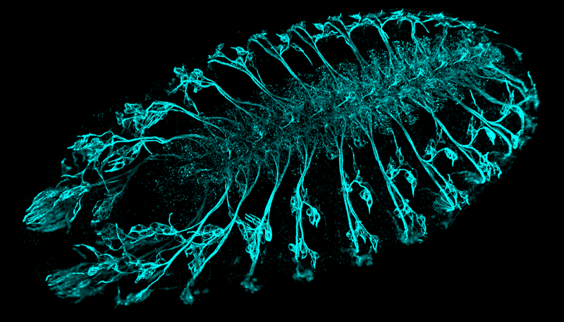Deconvolution image neuronal network drosophila