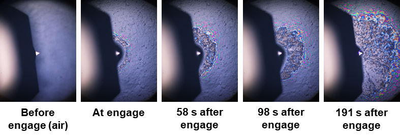 Time series of images of interference fringes at the phenyloctane/HOPG interface