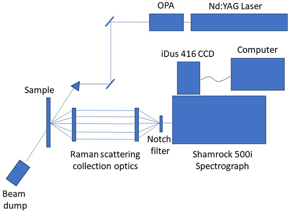 The Raman spectra of the two conjugated polymers.