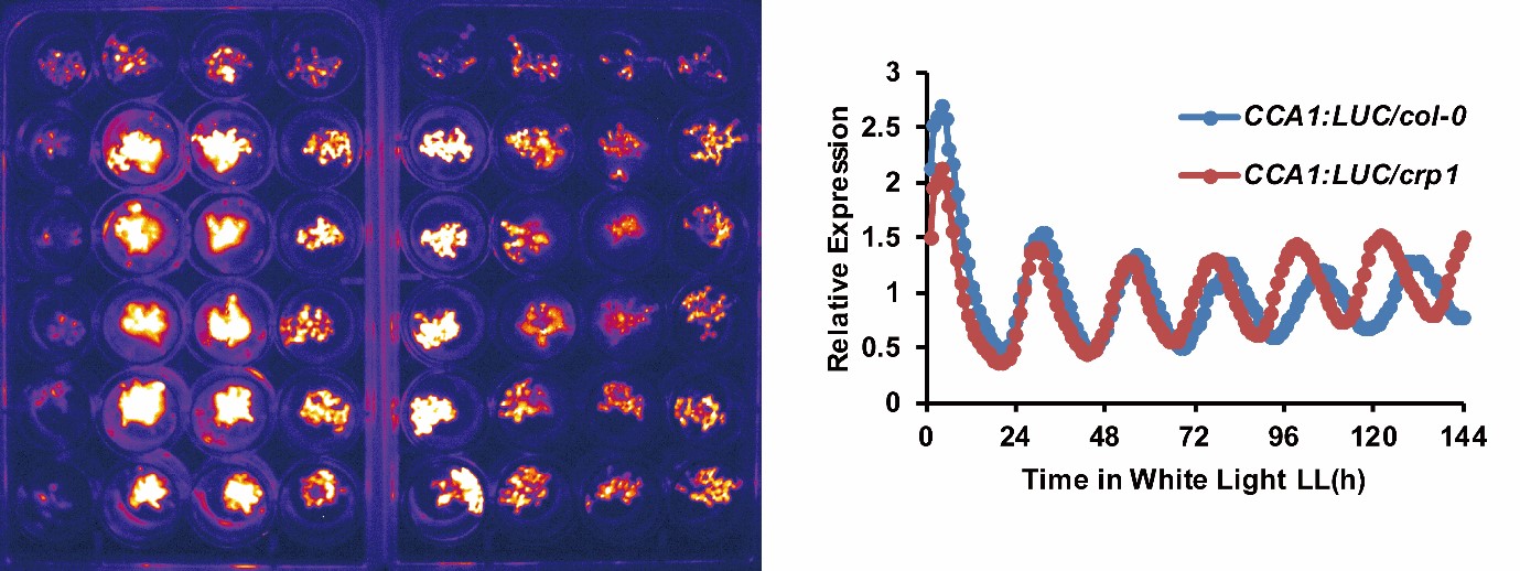 bioluminescence of arabidopsis