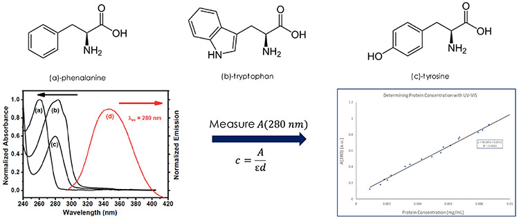 Figure 4:  Three amino acids used in quantifying protein concentrations by UV-Vis spectroscopy.  The plot on the left shows the UV-Vis absorption spectrum of (a) phenylalanine, (b) tryptophan, (c) tyrosine.  The plot on the right shows the absorbance at 280 nm as a function of protein concentration obtained by Beer’s Law.