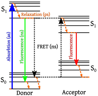 Figure 10:  Jablonski diagram showing Förster Resonance Energy Transfer between a FRET pair.