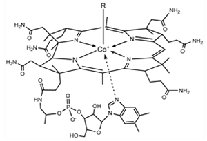 Molecular structure of vitamin B12