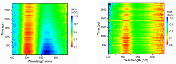 Transient absorption data of FAD after excitation at 375 nm at room temperature and at 10 K.