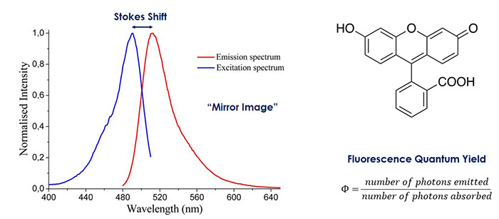 Figure 7:  Absorption (blue) and fluorescence (red) spectrum of fluorescein.  The fluorescence spectrum is redshifted from and appears as a “mirror image” of the absorption spectrum.