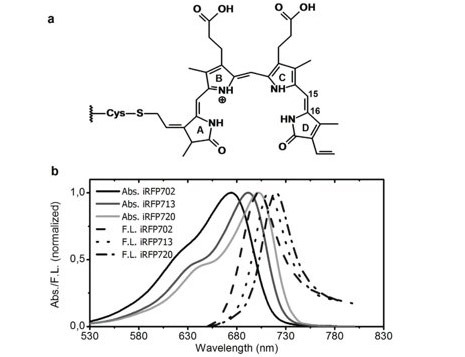 Figure 8:  Left-steady state fluorescence spectra of near-infrared fluorescent proteins.