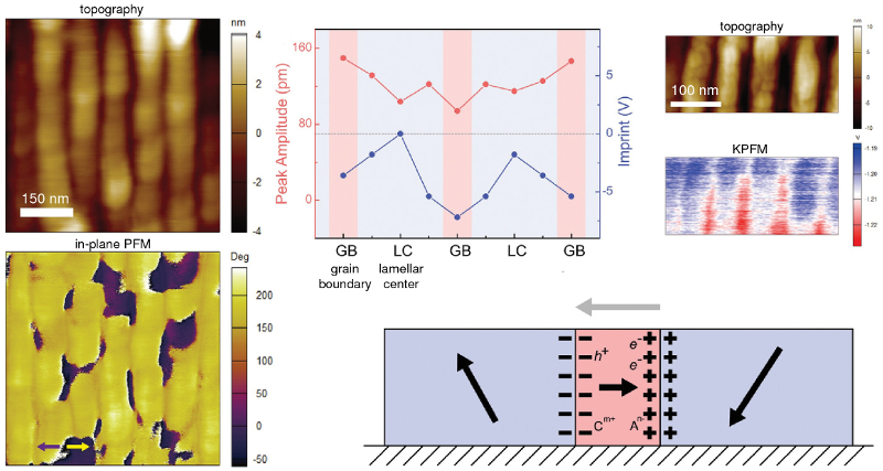 (left) Topography and in-plane PFM images; (middle) graph of PFM response versus position and schematic describing pinning effects; (right) topography and KPFM surface potential images.